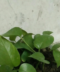 �����žͺ�