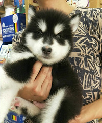 ���ﹷ����