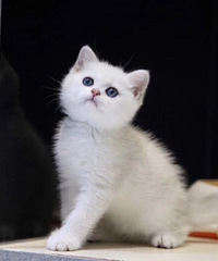 Ӣ����������������