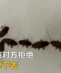 傻眼 男生用38只活蟑螂示爱