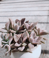 �Ҽ�����