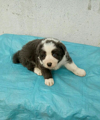 �߾�����Ȯ