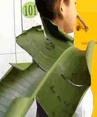 ��ʦҪ����Ҷ��дƴ����Сѧ�����Ž�Ҷ����ҵ