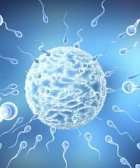 "精子活力差?请给精子满意的繁育环境"