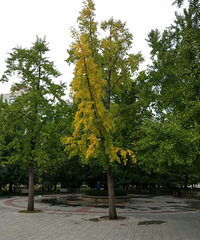 ��һ���׷�