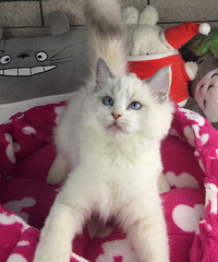 ��ֻ��żСĸè��һֻ����һֻ��˫��ϲ����