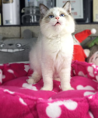 ��ֻ��żСĸè��һֻ����һֻ��˫��ϲ����