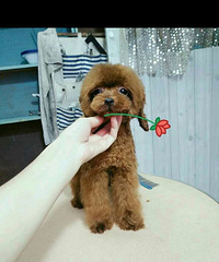 һ���豭�ֹ����� ���ȼ��19 ˫������