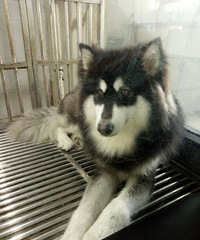 ����˹���ҹ���