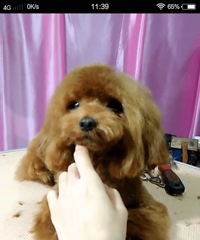 �豭̩��1800ת�� һ�������Ѷ�