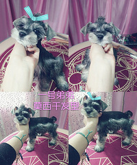 ѩ���𱦱������� 1500