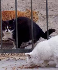 "武汉女子收养流浪猫狗意外感染细菌,脑中居然抽出脓液"