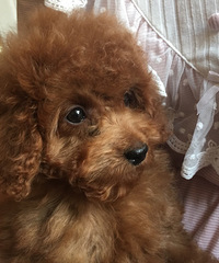 �������̩�ϱ����Ҽҳ����ǳ�����