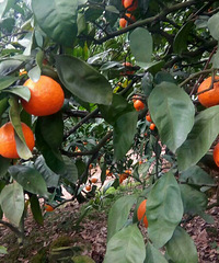 ����ӿȪ��ɽ����