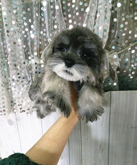 ��Ʒѩ���𱦱������� 1500