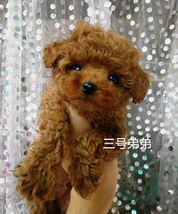 �豭΢С̩�ϱ���  ���۾�ƻ����