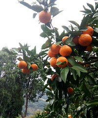 ����ӿȪ��ɽ����