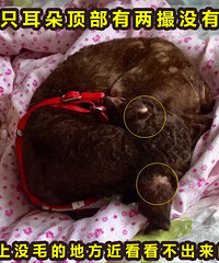 "寻咖啡色(巧克力色)泰迪"