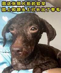 "寻找咖啡色 巧克力色的泰迪"