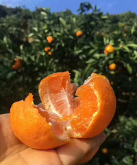 ����ӿȪ�۽۽�����Ѳ�ժ�ڣ�����ֻ�ܵ���