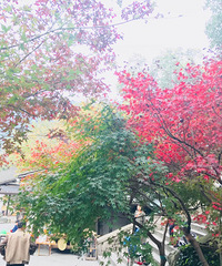 "去网红餐厅吃饭,没想到被他家的狗圈粉"