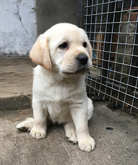 45������������ȮѰ������