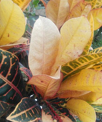 ����Ѳ�־�����������Ư���ģ������ý�ʲô