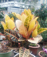 ����Ѳ�־�����������Ư���ģ������ý�ʲô