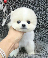 ���۲������ȳ�