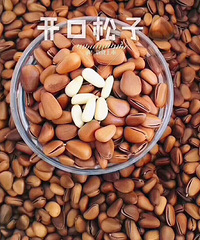 开口松子