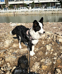 ������С��Ȯ����ľ�л��ģ����������