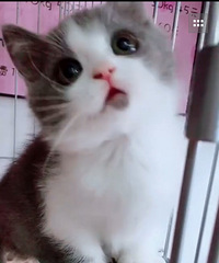 ��ߣè
