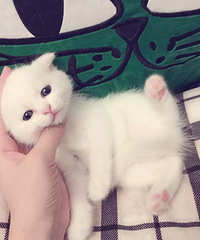 �ո����۶�è ��ɫ���ܵܣ��߸��£����۾�
