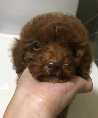 ��������������˳��� ֻҪ600 �ǳ�����