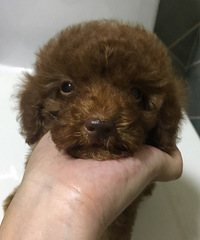 ��������������˳��� ֻҪ600 �ǳ�����