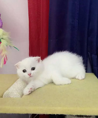 �ո����۶�è ��ɫ���ܵܣ��߸��£����۾�