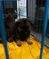 4ֻ��������Ҫ���������ԣ���ֻƨ������