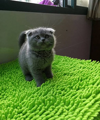"小猫们一个多月了,现吃羊奶粉,吃幼猫粮,"