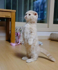 一只喜欢站立的小折耳猫,萌爆惹!