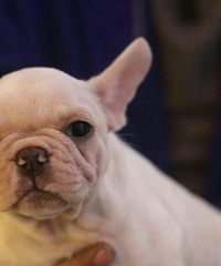 �Լҷ�ֳ�ķ�����ţȮ��2�����ˣ��������룬��ϲ���ĵ绰��ϵ��