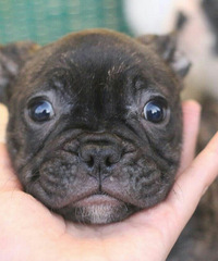 �Լҷ�ֳ�ķ�����ţȮ��2�����ˣ��������룬��ϲ���ĵ绰��ϵ��