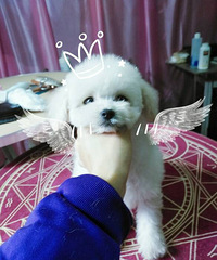 ѩ��һö���¼�    �ְֲ豭����΢С