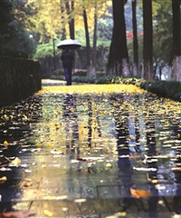 希望熬过了今天的阴雨 明天有灿烂阳光来陪伴
