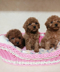 ����̩�ϱ��ܳ���