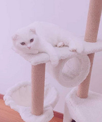 �ո����۶�è ��ɫ���ܵܣ��߸��£����۾�