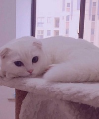 �ո����۶�è ��ɫ���ܵܣ��߸��£����۾�