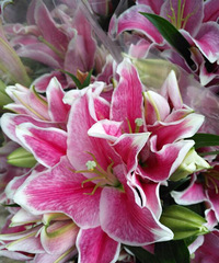 û�й滮��δ����