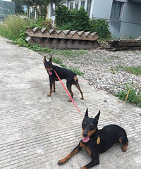 ��������С�ű�