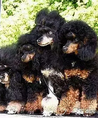 �豭Ǳ�ʻ�Ӱɫ̩�ϱ���һ��