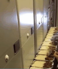 好多航空餐啊,空姐拿起勺子舀了几口